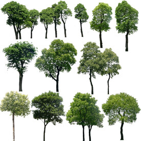 效果图植物素材