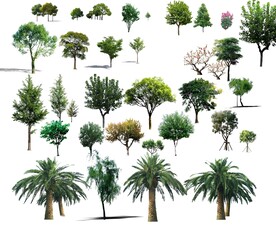 常用乔木树合集