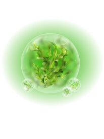 化妆品成分海藻糖元素设计