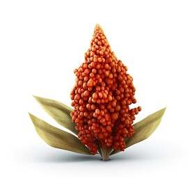 高清高粱农作物