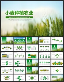 小麦种植绿色有机农业水稻PPT