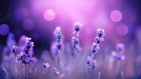 阳光下的薰衣草