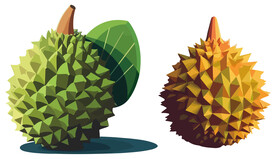 熟透的猫山王榴莲