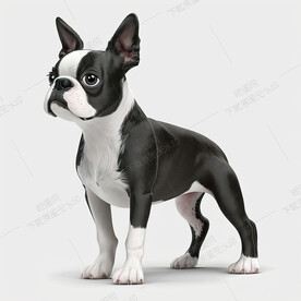 可爱的波士顿梗