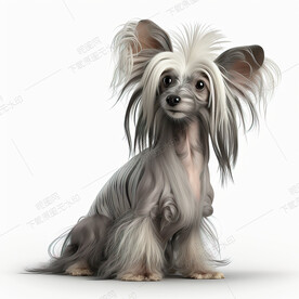 卡通中国冠毛犬
