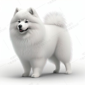 可爱的萨摩耶犬