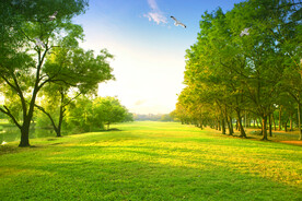 草原树林公园湖泊