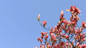 春天花卉植物二乔玉兰玉兰花