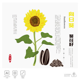 向日葵 葵花籽 插画