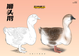 手绘狮头鹅