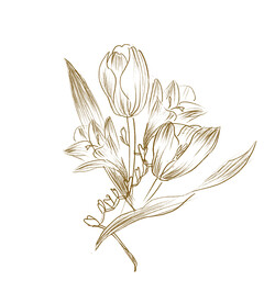 郁金香与小苍兰PNG免抠