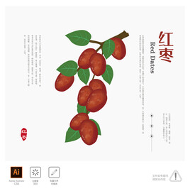 红枣 插画