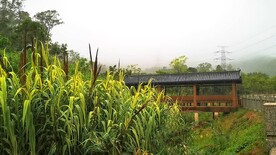 公园下雨雨水自然实拍高清视频