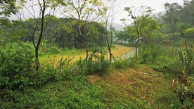 公园下雨自然实拍1080高清视