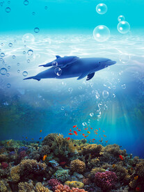 海豚蓝鲸鱼母子畅游海底高清壁纸