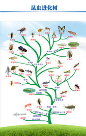 昆虫进化树