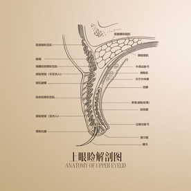 上眼睑解剖图