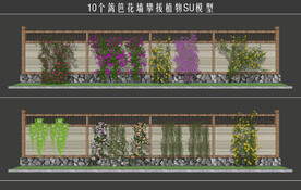 篱笆花墙攀援植物