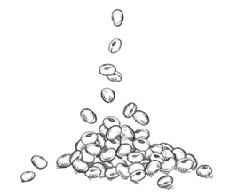 散落的黄豆插画