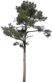 松树