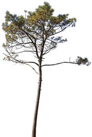 松树