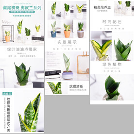 虎皮兰电商详情页