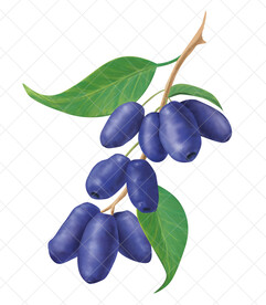 手绘蓝靛果插画