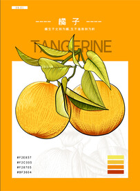 橘子手绘海报