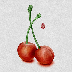 免扣水彩风手绘水果樱桃插画素材