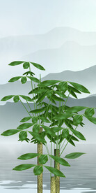 高端 清晰最新玄关 tiF分层