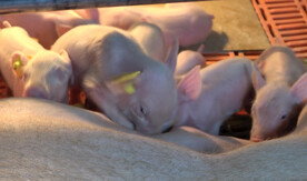 抢吃奶的小乳猪仔