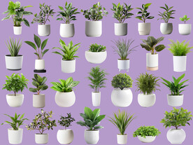 psd免抠盆栽植物