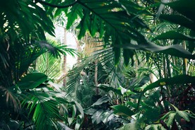 森林植物背景