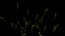 4k抽象粒子光线背景AE模板