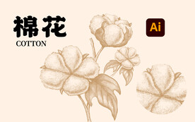 棉花插画