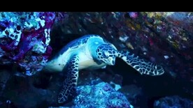 普吉岛斯米兰旅游宣传视频