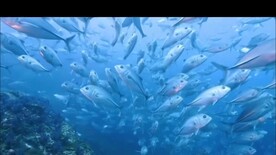 普吉岛斯米兰旅游宣传视频