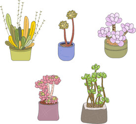 多肉 植物 矢量图