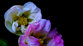 木芙蓉花开时素材