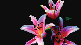 百合花开视频素材