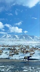 西北藏羚羊雪景视频