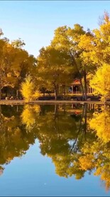 额济纳旗胡杨林宣传视频