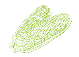 矢量原创手绘玉米线条插画简笔画