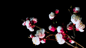 桃花开放延时摄影