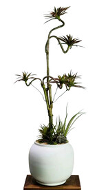 桌面植物  造型盆栽  绿植 