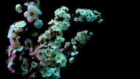 李子花开延时摄影