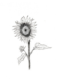 向日葵白描