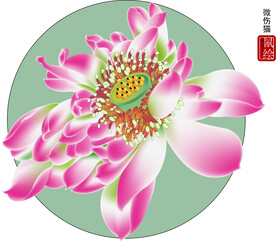 莲花矢量图 