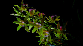 兰花开放延时摄影