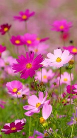 竖屏高清花朵格桑花蜜蜂飞舞空镜